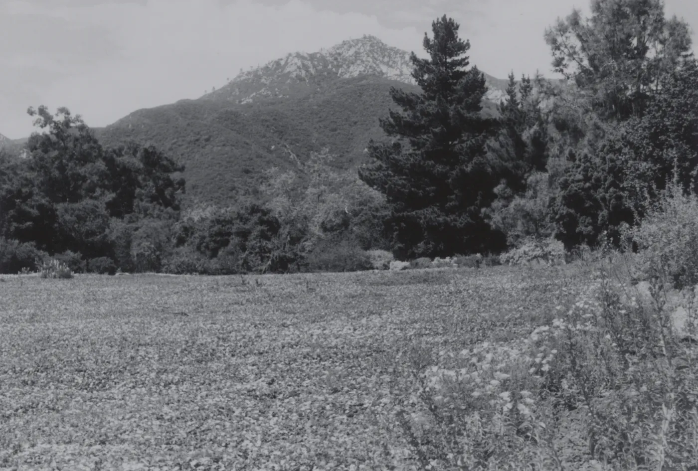 Meadow, 1950's