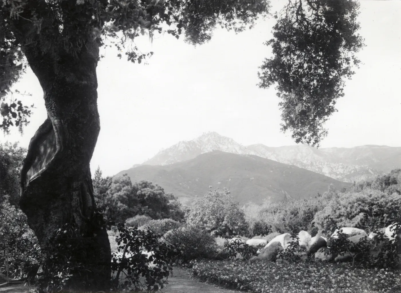 view of La Cumbre Peak from Garden oak