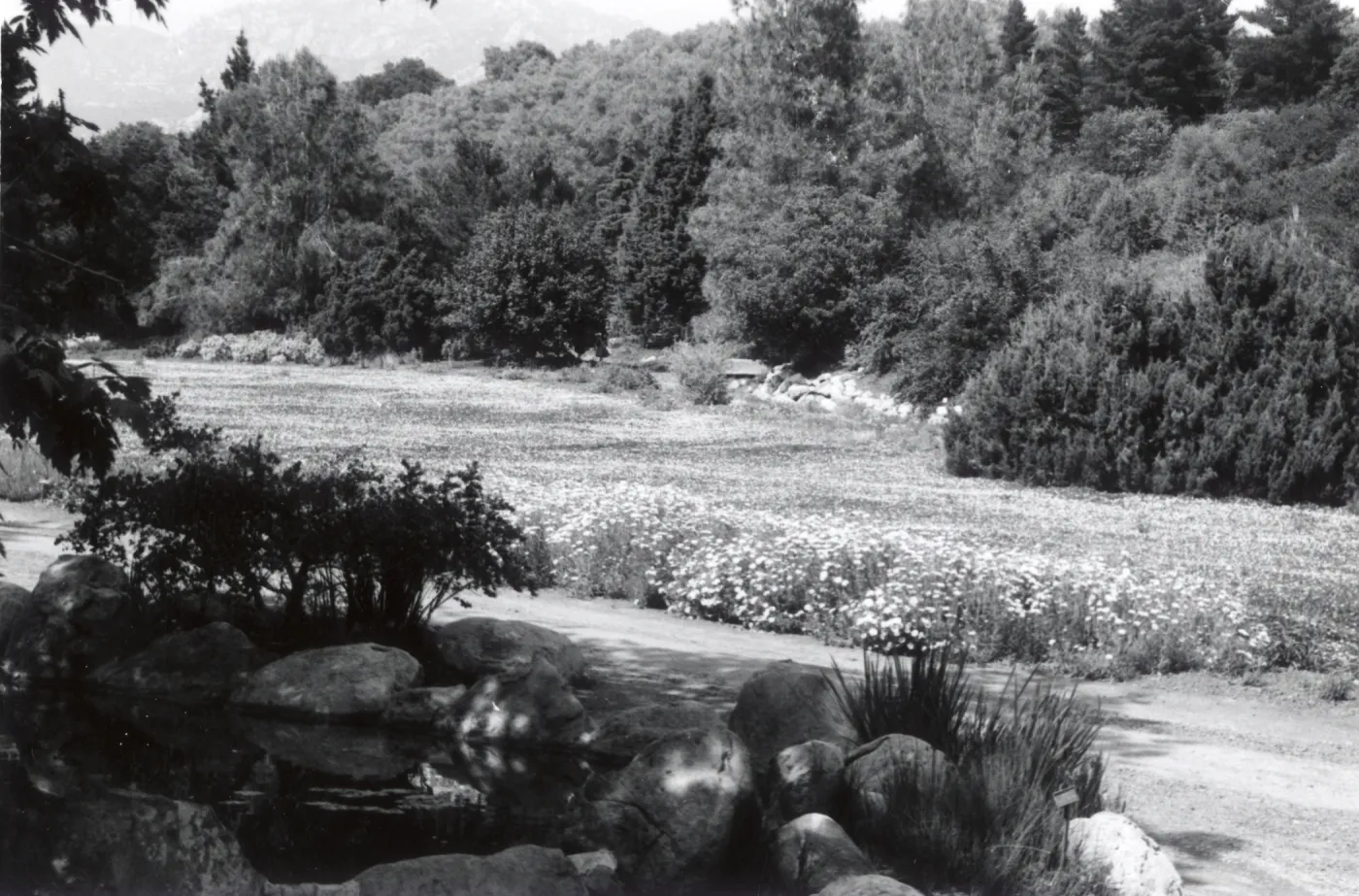 pond and Meadow, 1958
