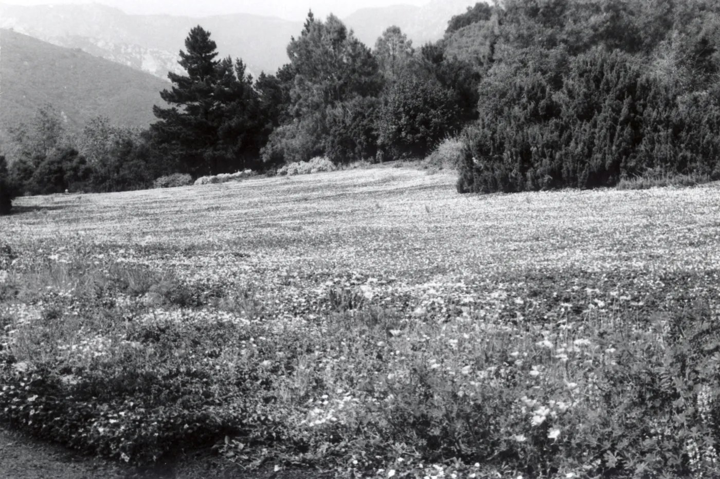 Meadow in bloom, 1958