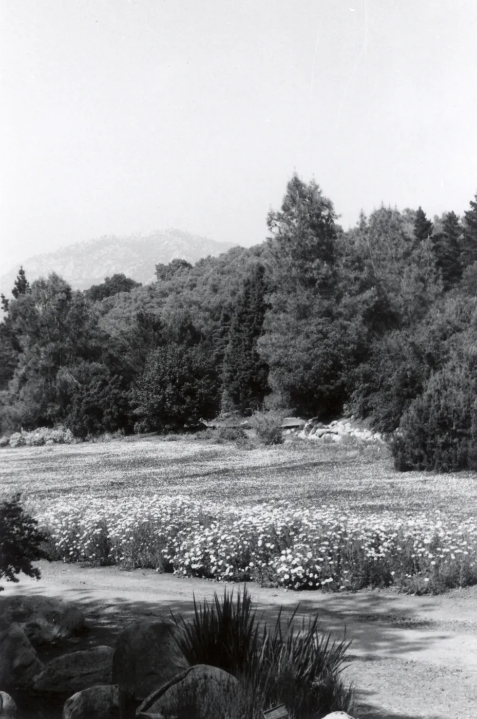 Meadow, 1958