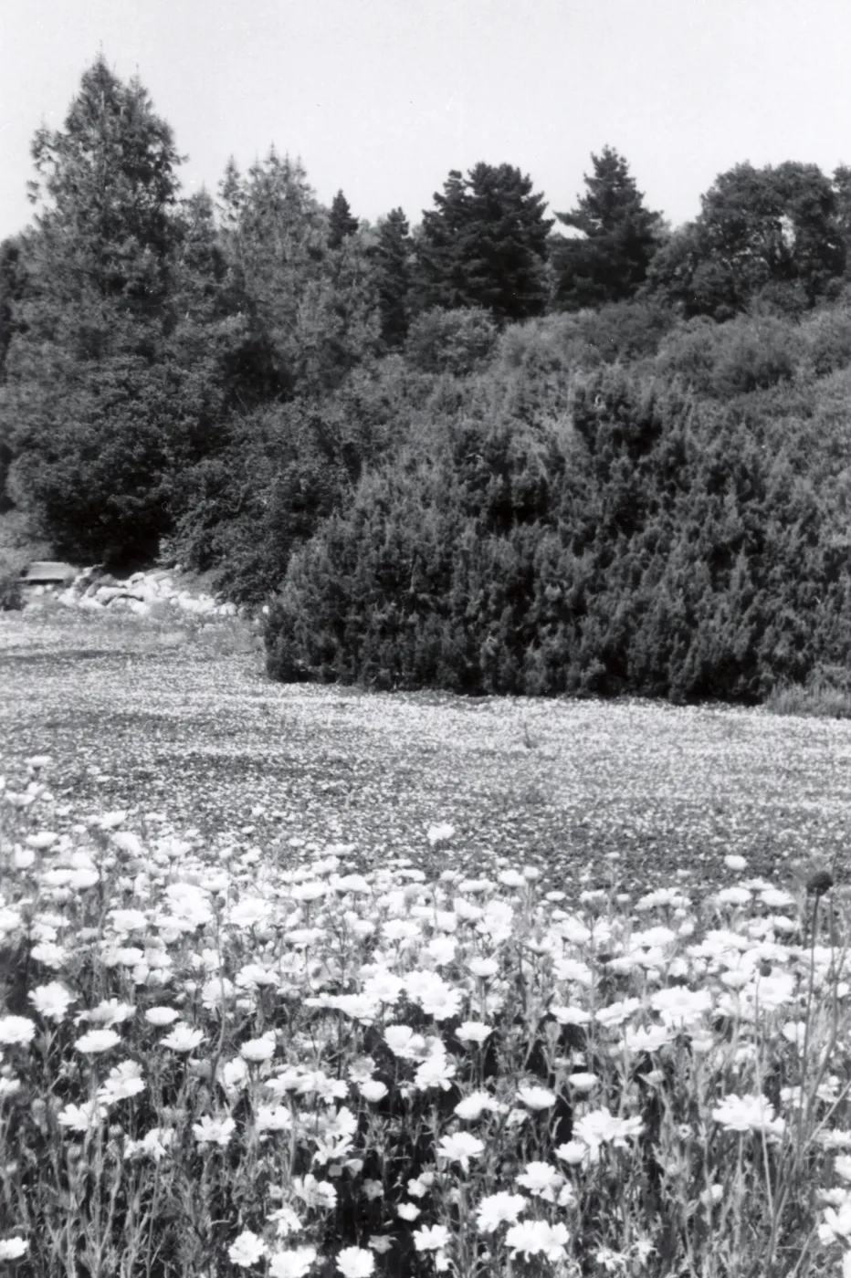 Meadow in bloom, 1958