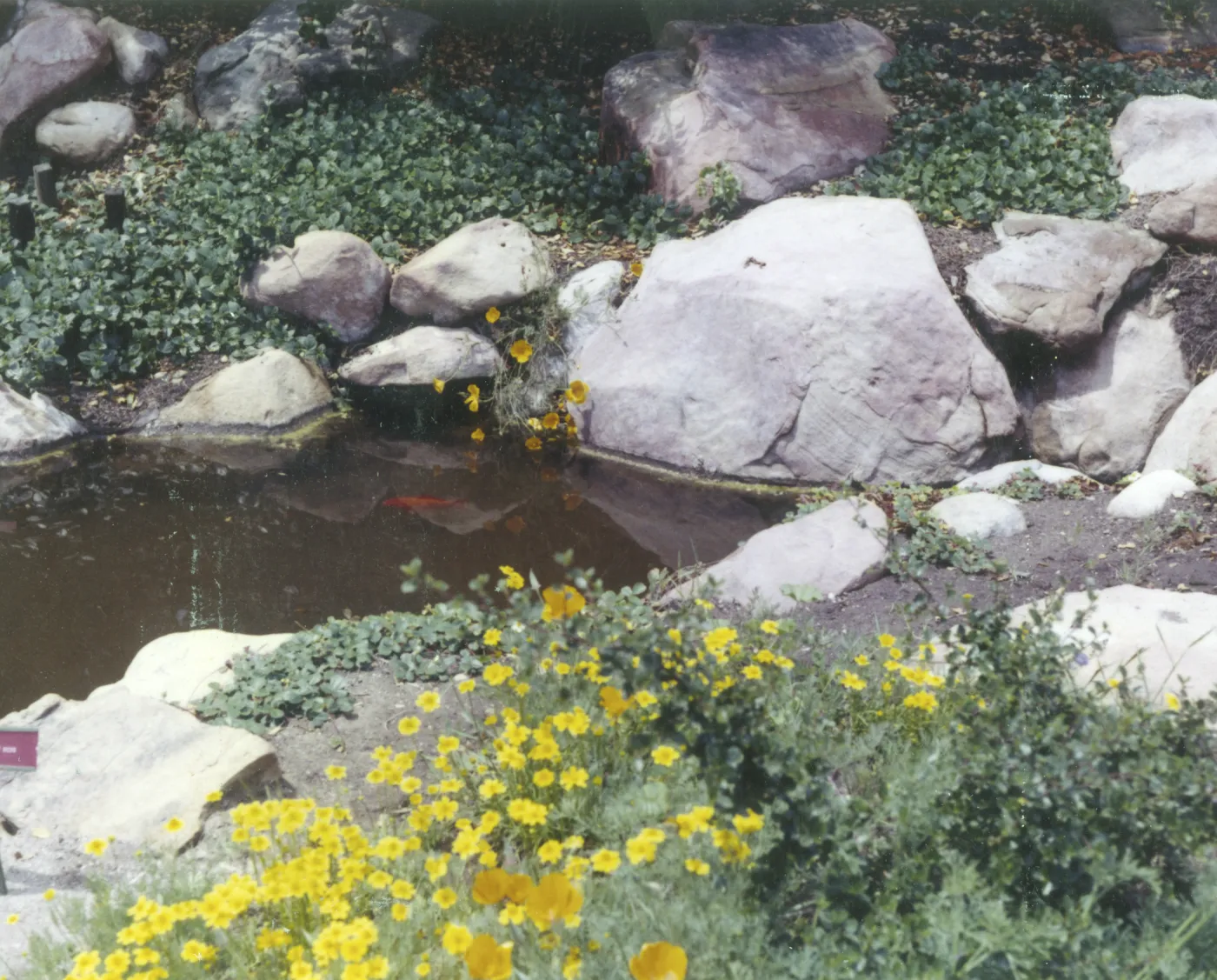 fish in pond
