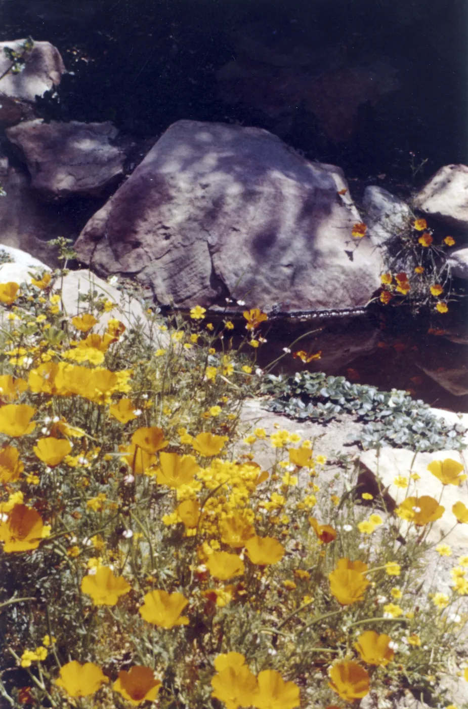 pond with poppies