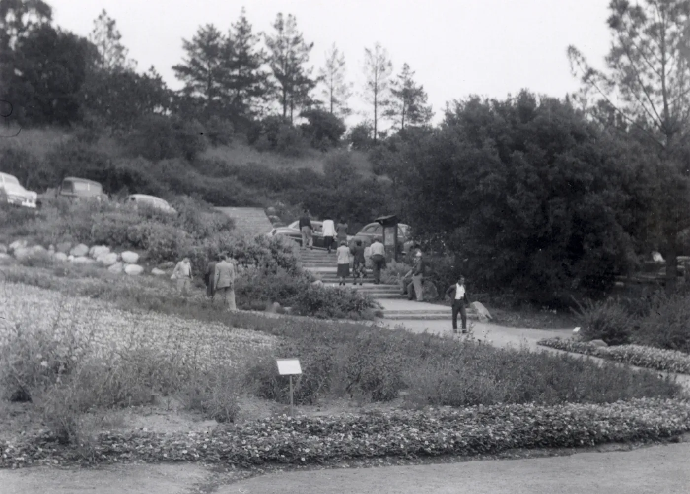 Sunday visitors in the Meadow, 1952