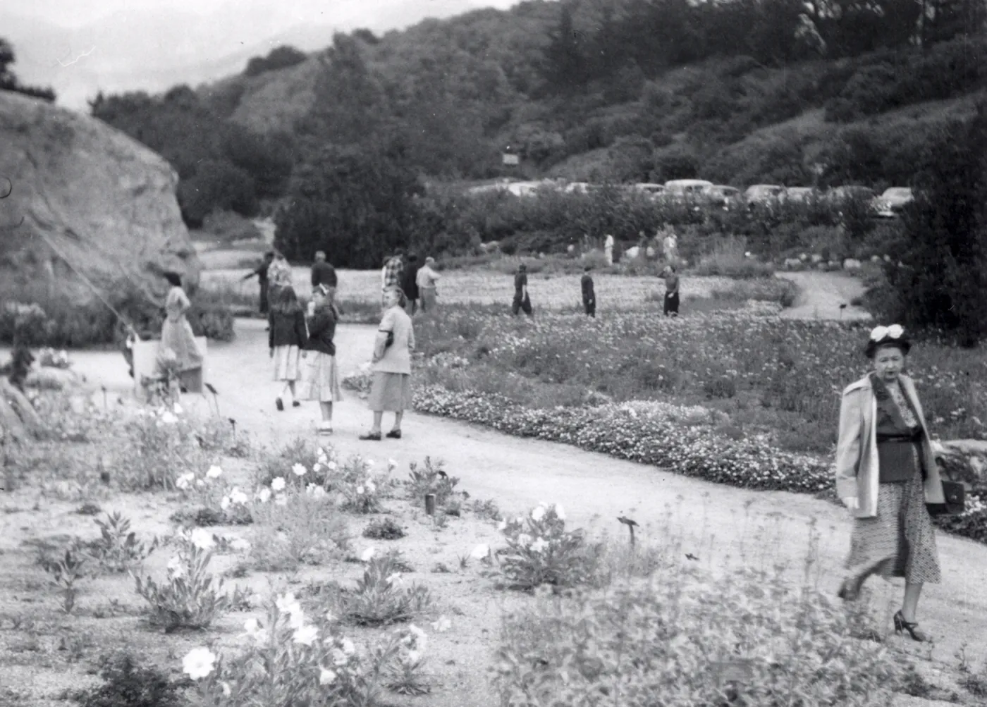 Sunday visitors in the Meadow, 1952