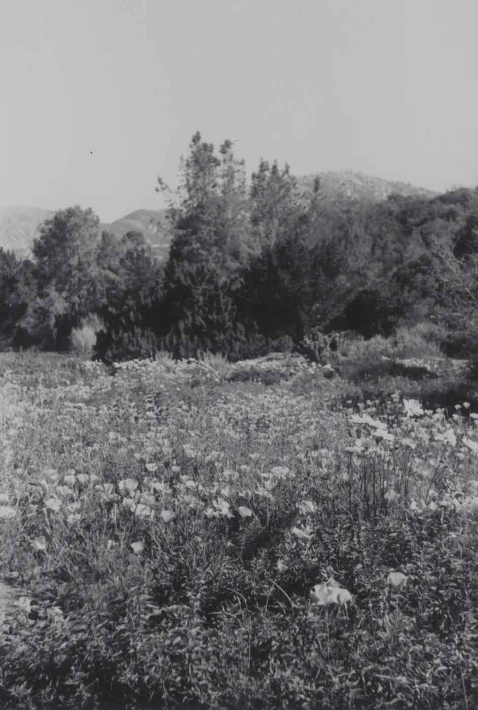 Meadow, 1969