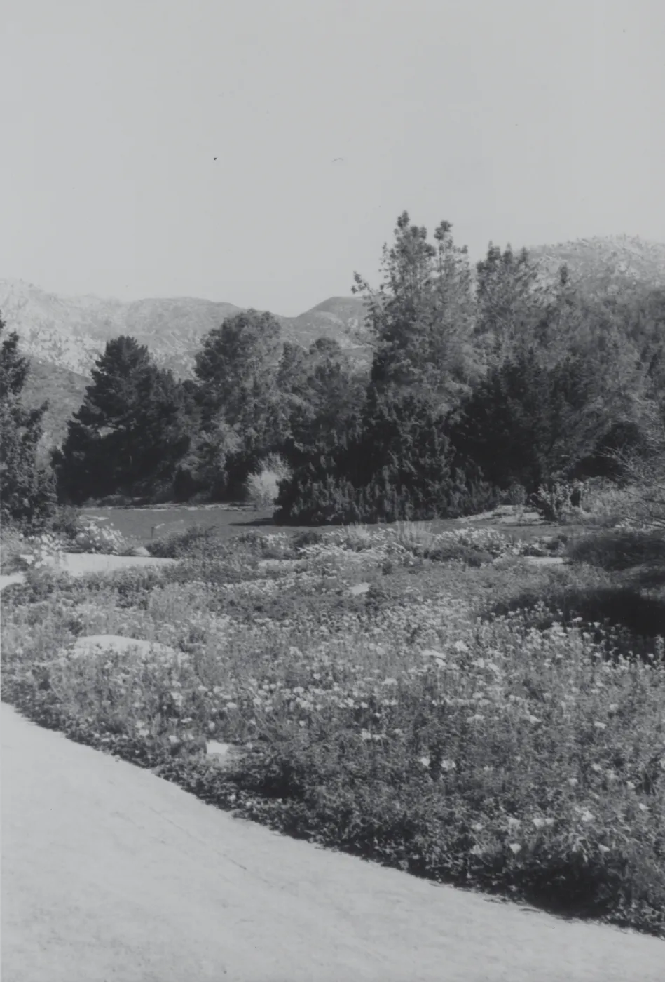 lower Meadow, 1969