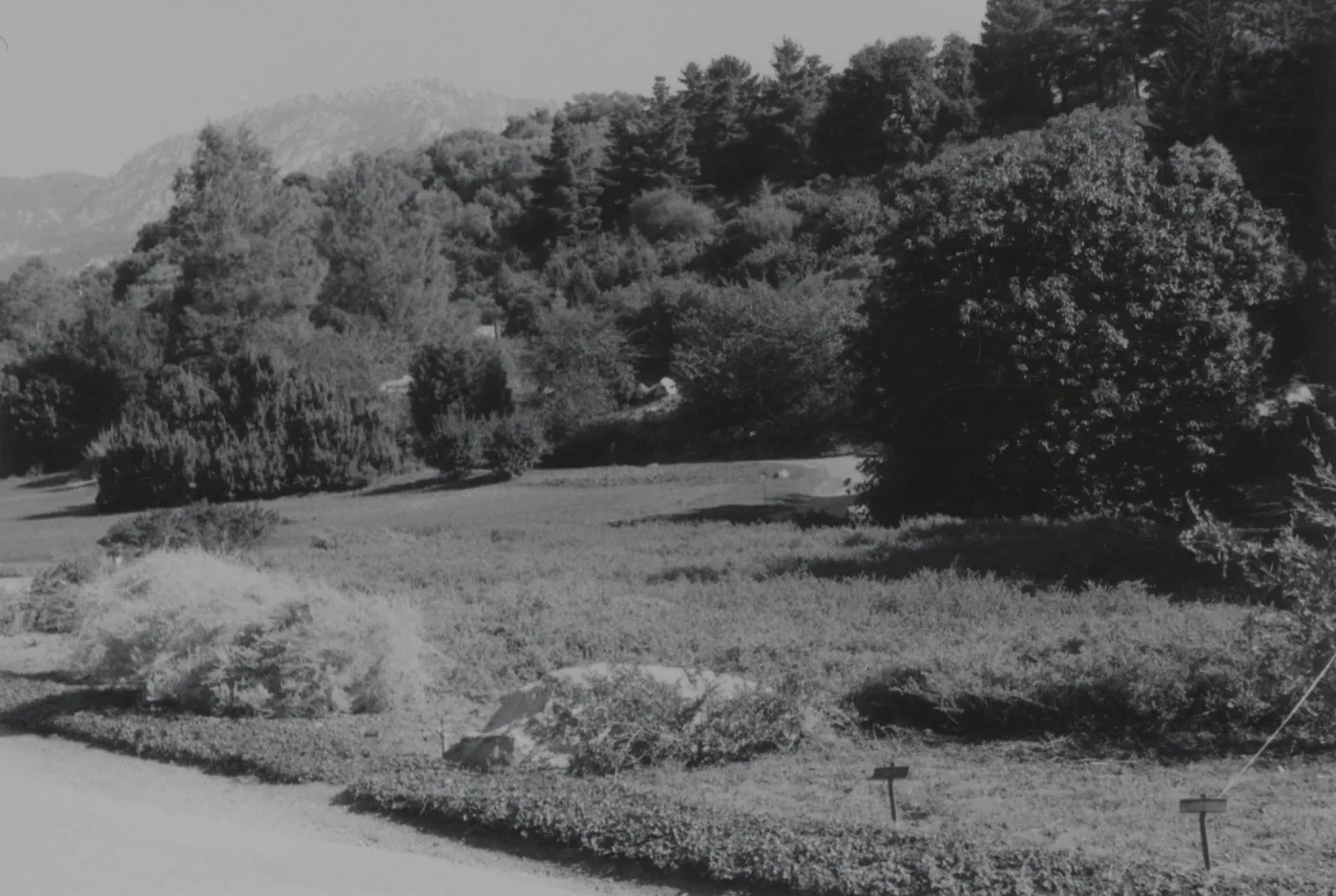 Meadow, 1960's
