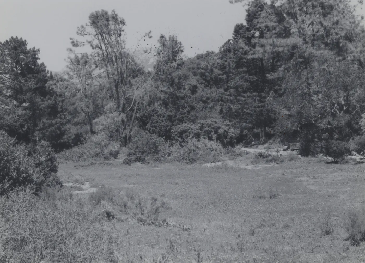 Meadow and Meadow View, 1980