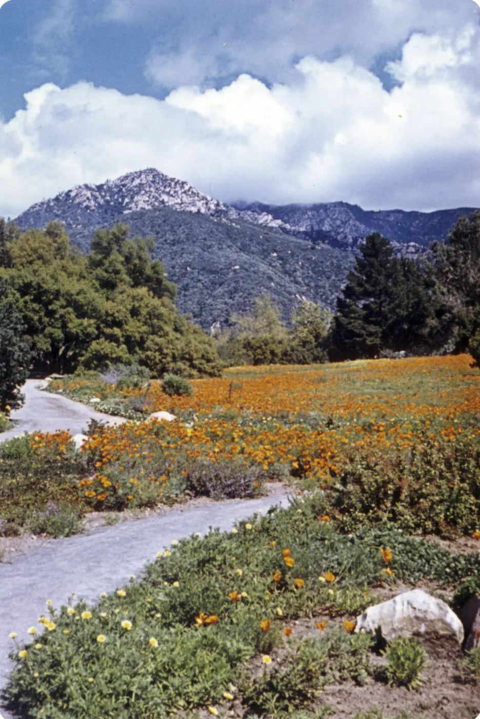 Meadow with mountain view, 1963