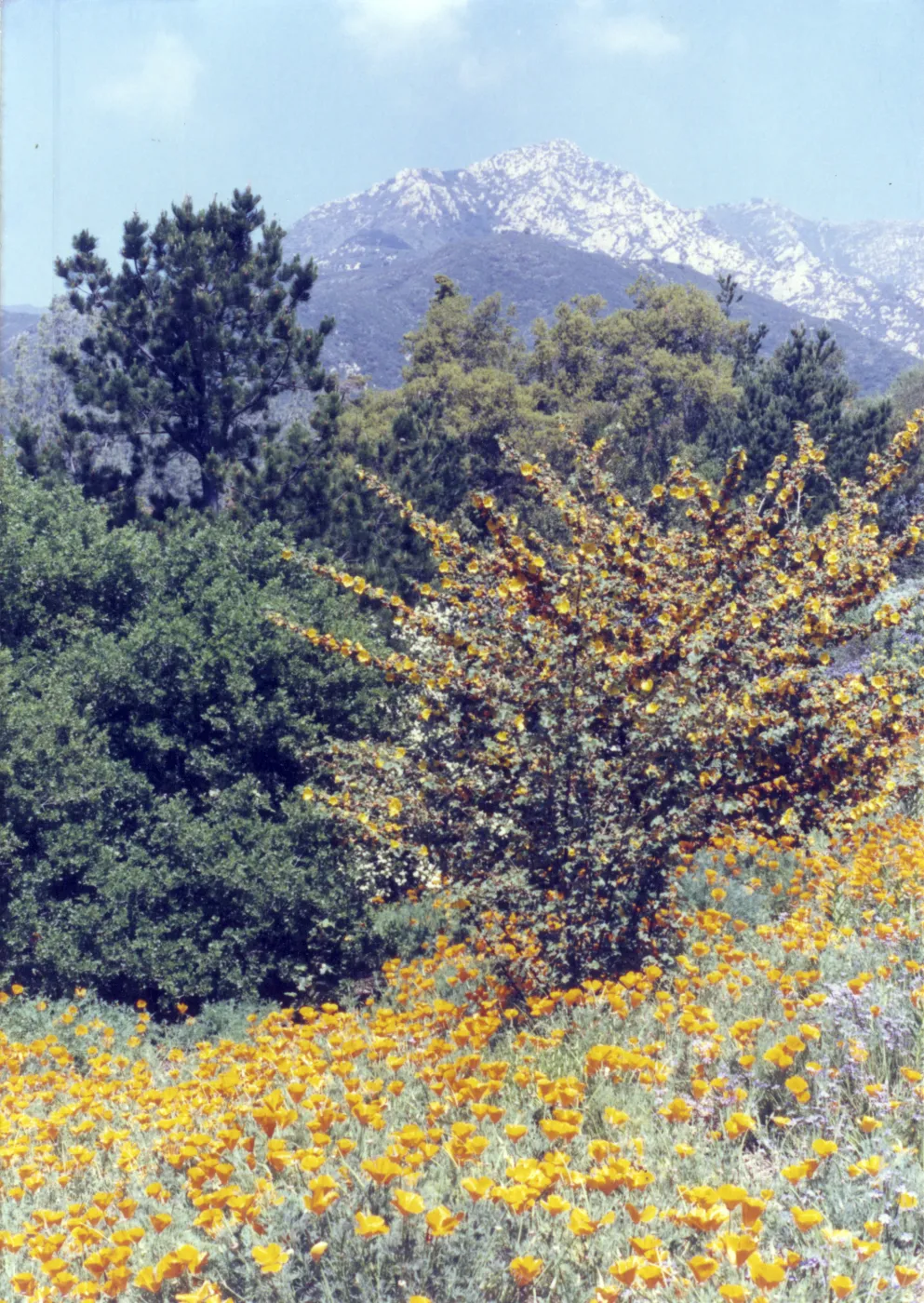Fremontia and poppies in bloom, Porter Trail