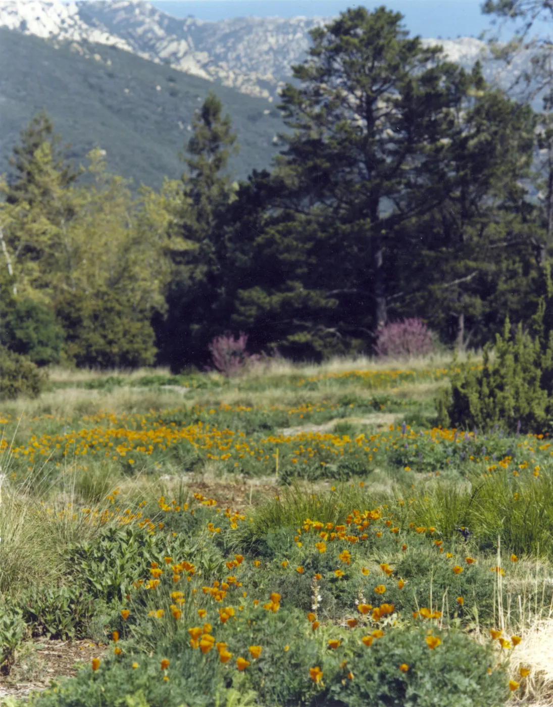 Meadow in bloom
