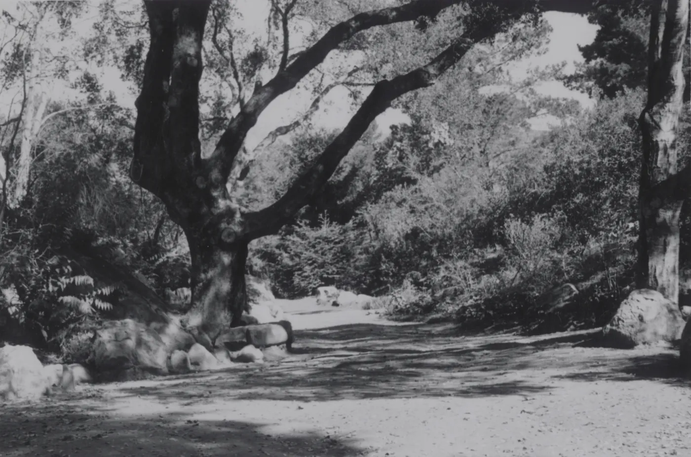 Arroyo path