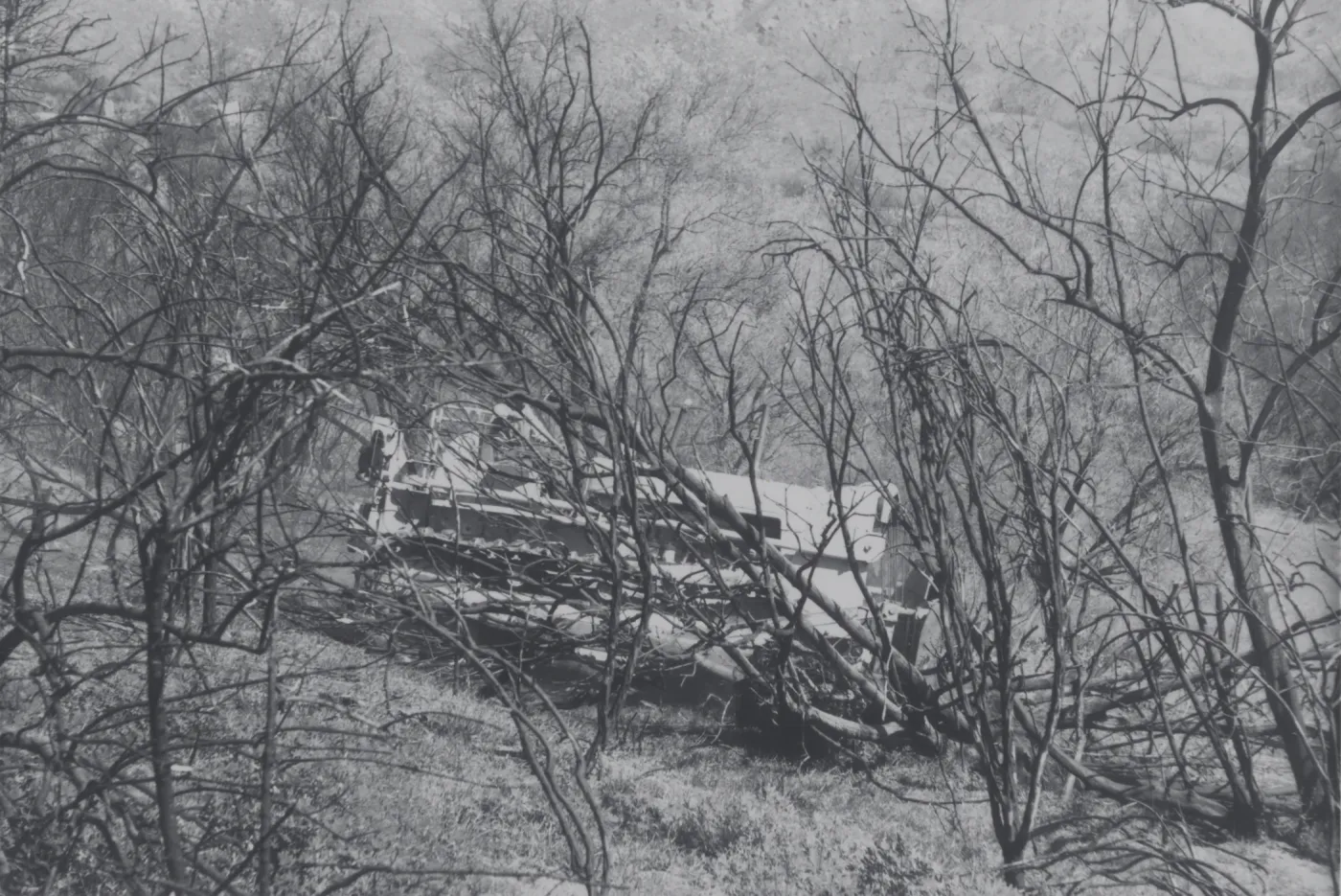 Clearing the Olive grove after the Coyote Fire