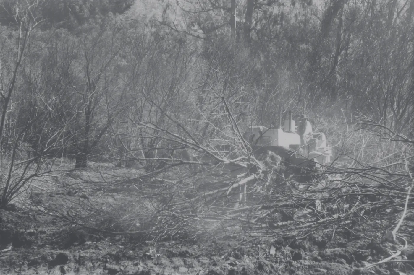 Clearing the Olive grove after the Coyote Fire