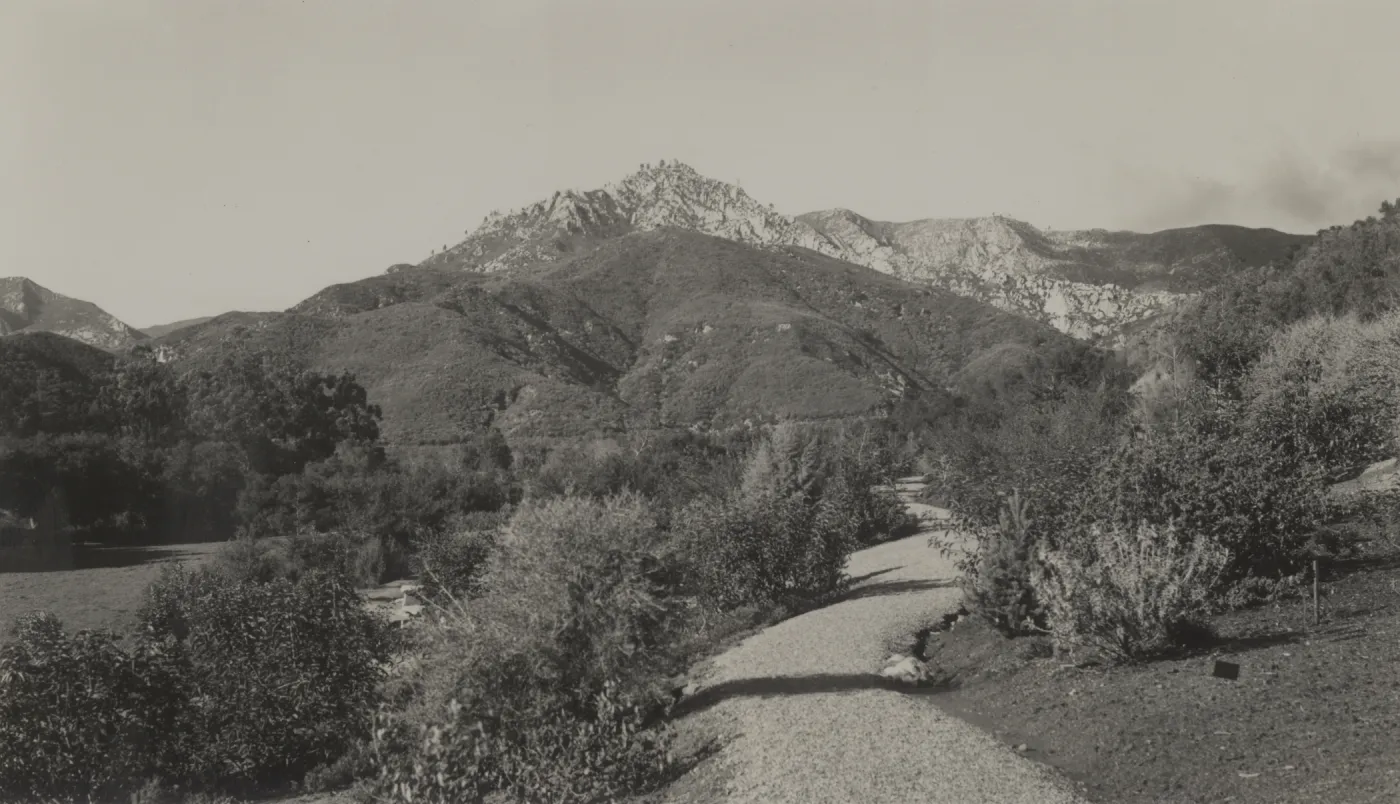 Foot Hill Trail, glimpse of Buckwheat Trail on left