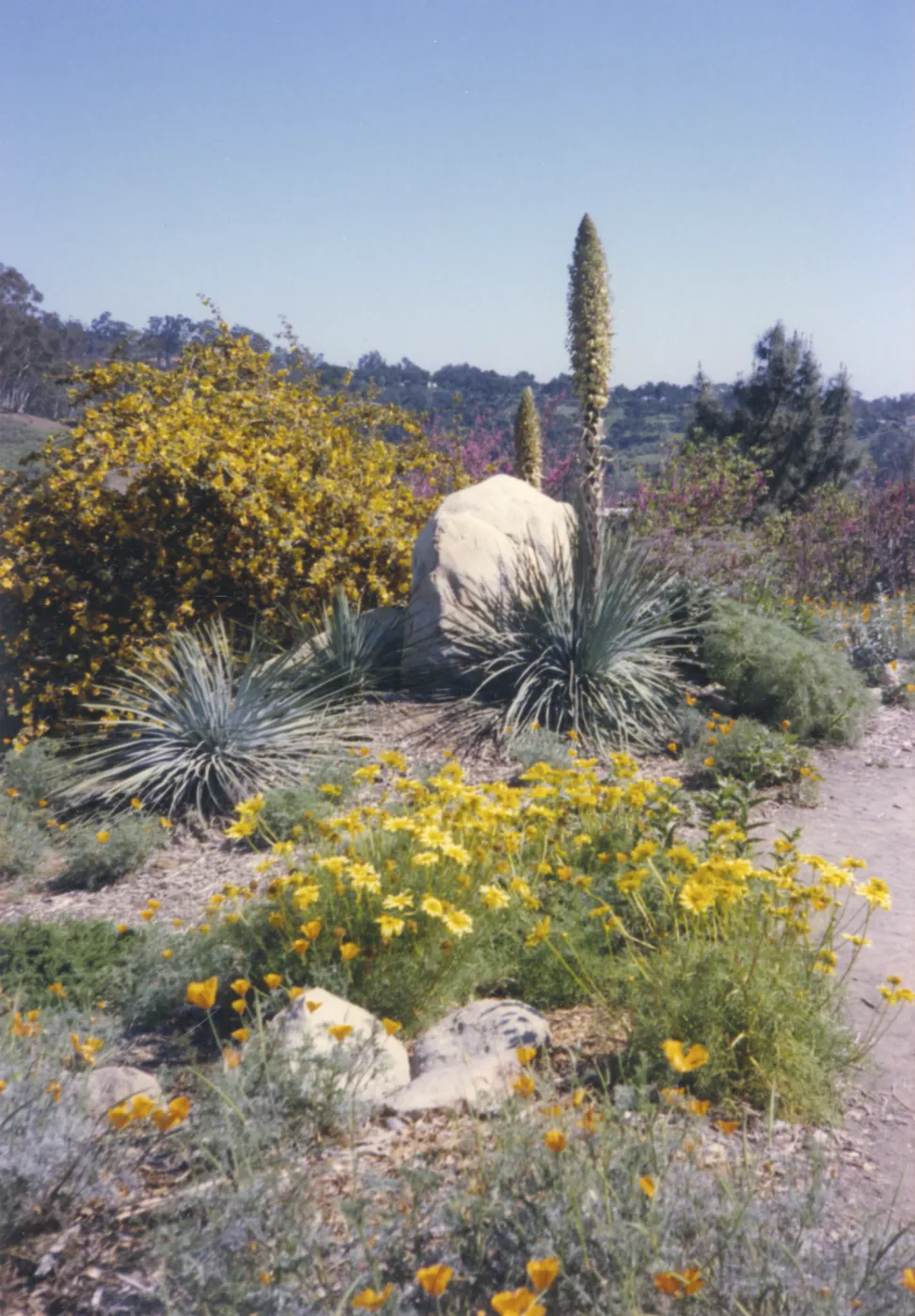Porter Trail in bloom