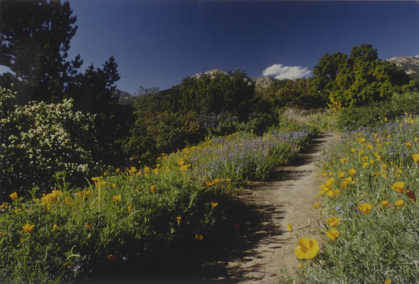 Porter Trail in bloom