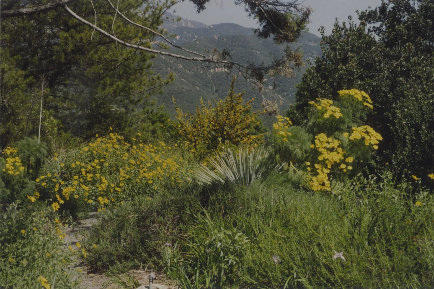 Porter Trail in bloom