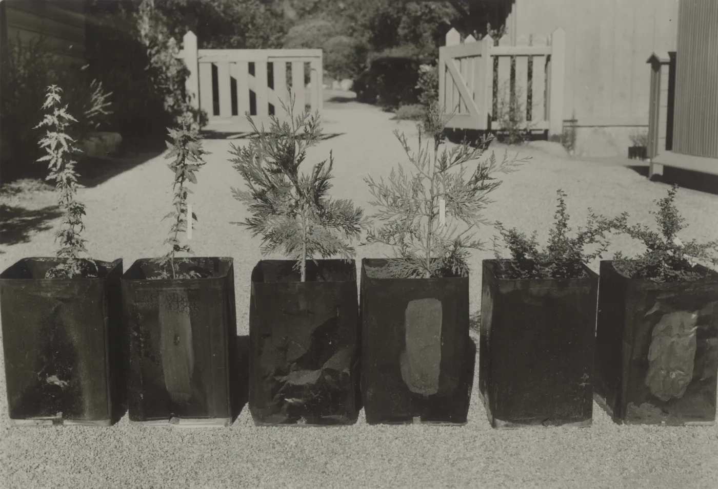 Plant comparisons with earthworm culture