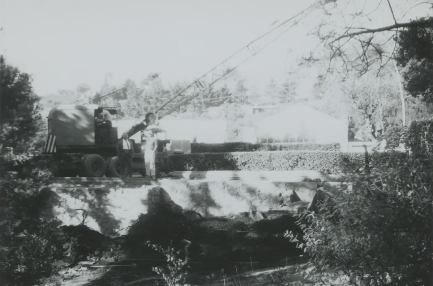 crane removal of tree at North Wing construction site