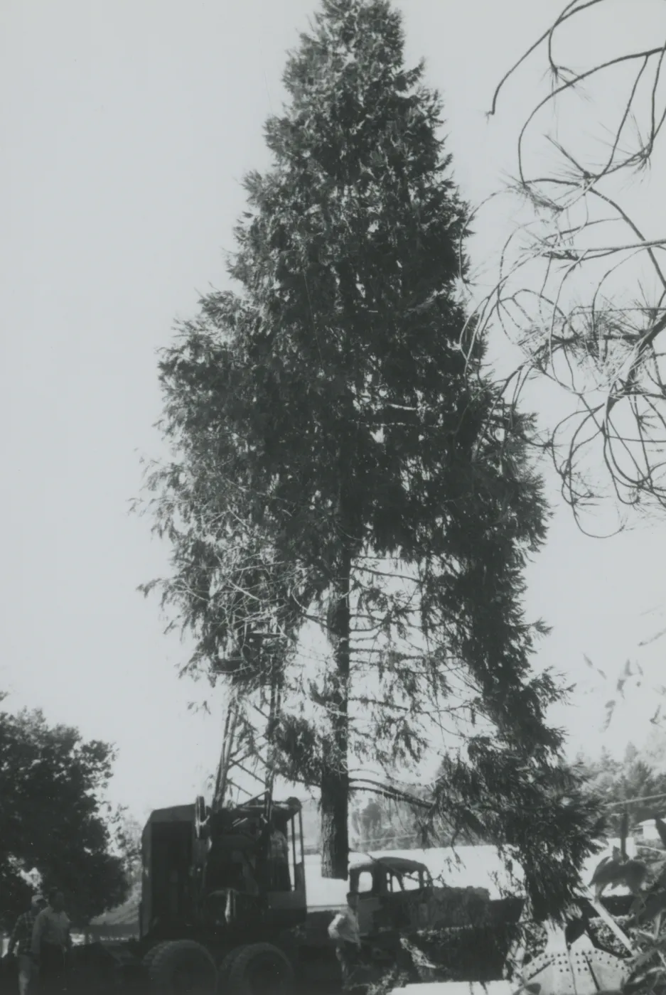 tree removal in the Arroyo, North Wing construction