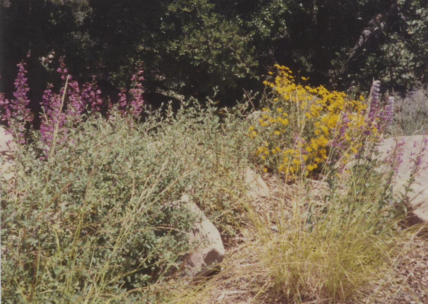 Home Demonstration Garden