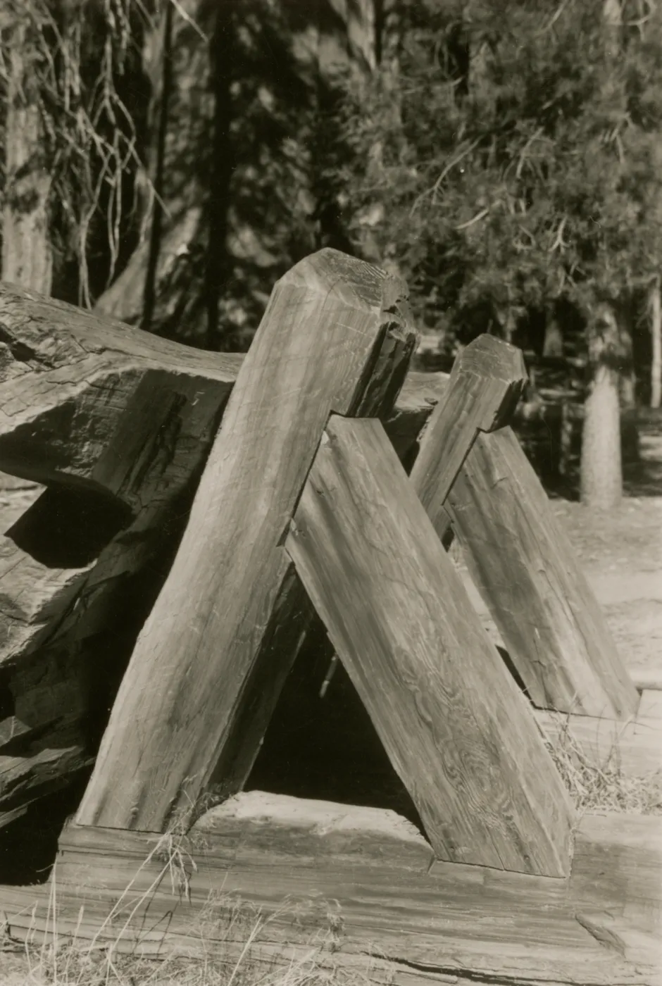 redwood bench prototype, Yosemite
