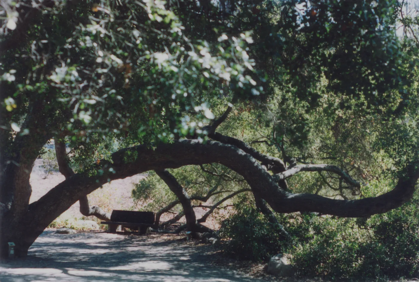 Barnett Bench, under the Meadow Oaks