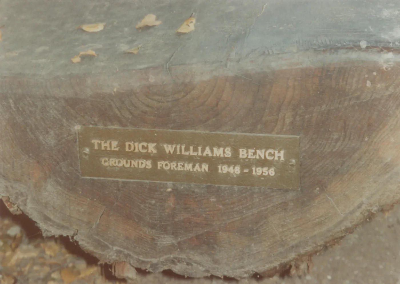 Dick Williams Bench, 1992, Meadow