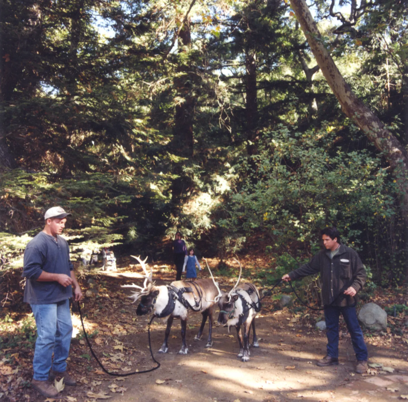 Winterfest, reindeer