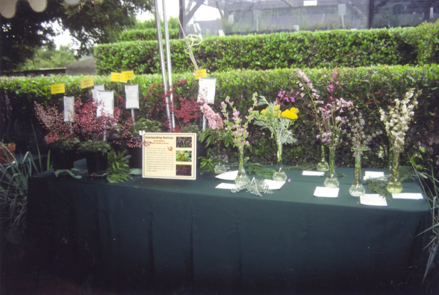 SBBG 75th Anniversary, native wildflowers