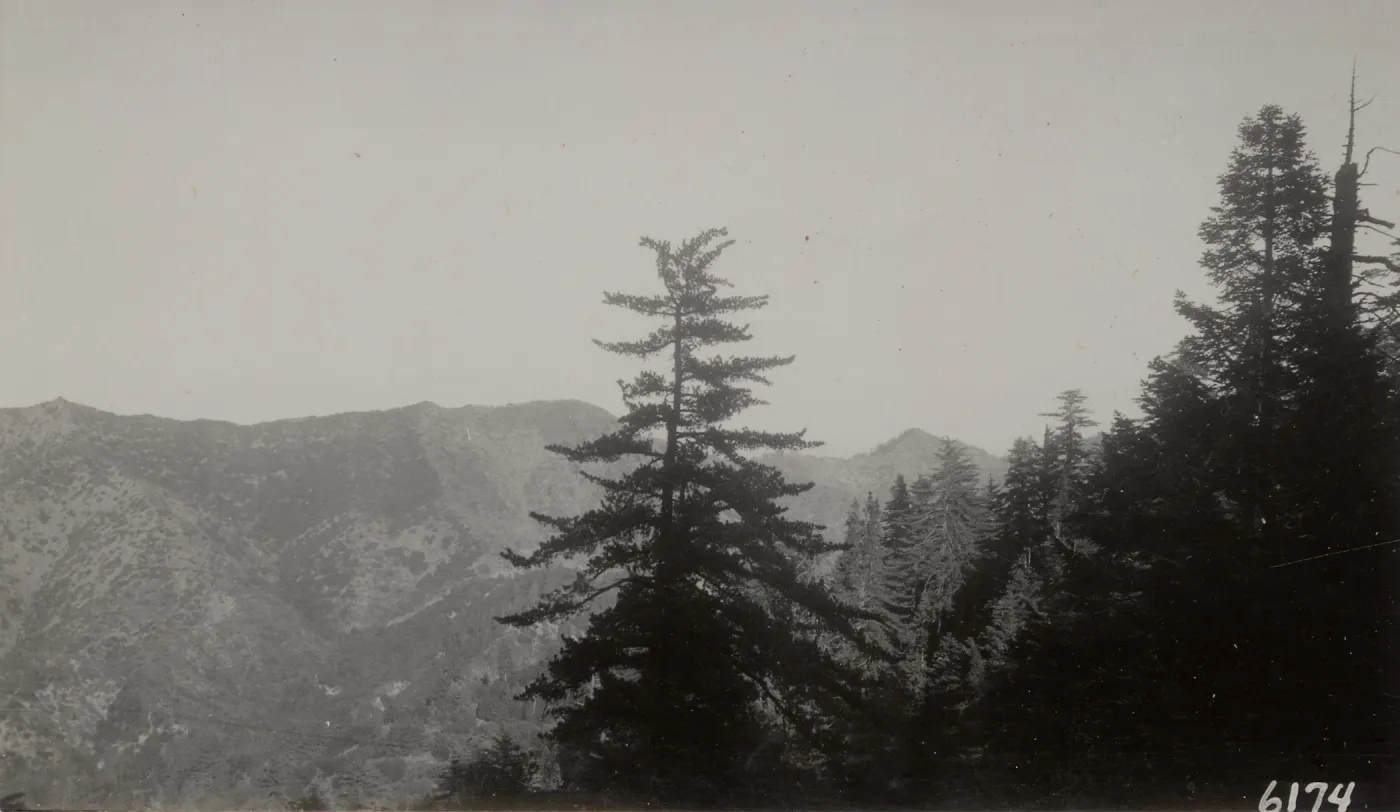 sugar pine and white fir, Big Pine mountain, Los Padres National Forest, 1930s, 6174
