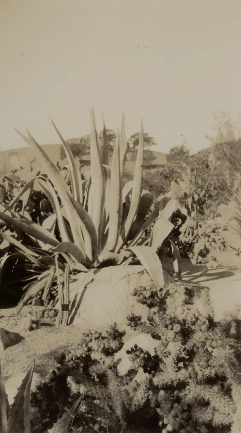 Exotic Agave in the Desert Section, SBBG, circa 1933, 1930s