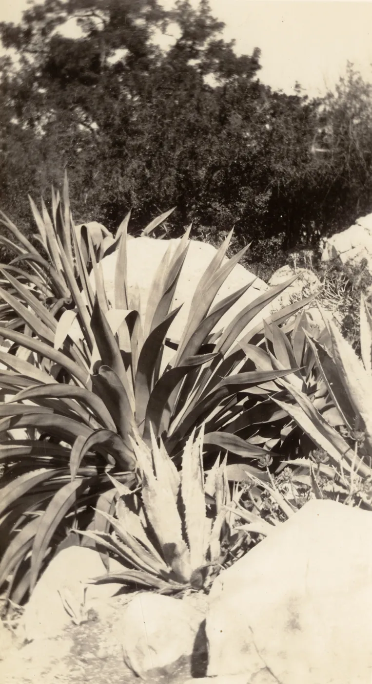 Exotic Agave in the Desert Section, SBBG, circa 1933, 1930s