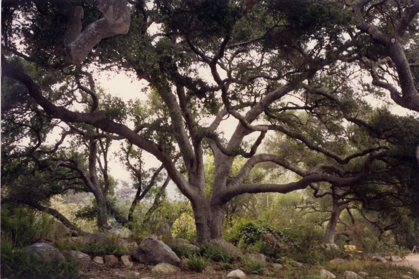 Meadow Oaks