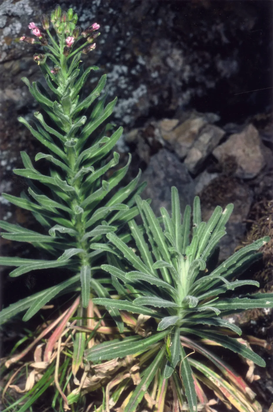 Rare Plant photo used for Night Music publicity