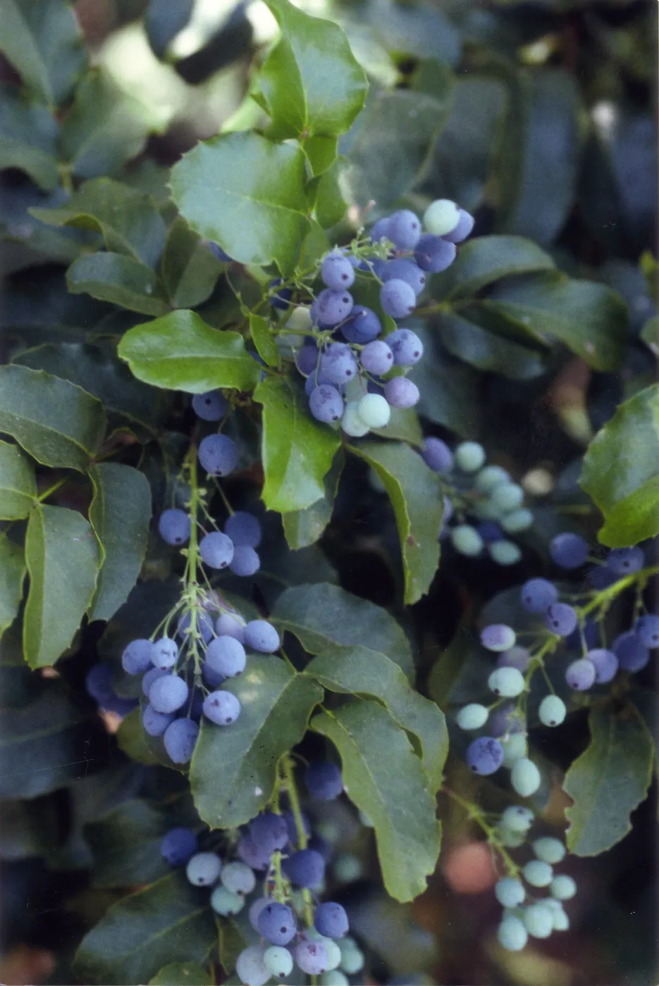 Berberis pinnata, Rare Plant photo used for Night Music publicity