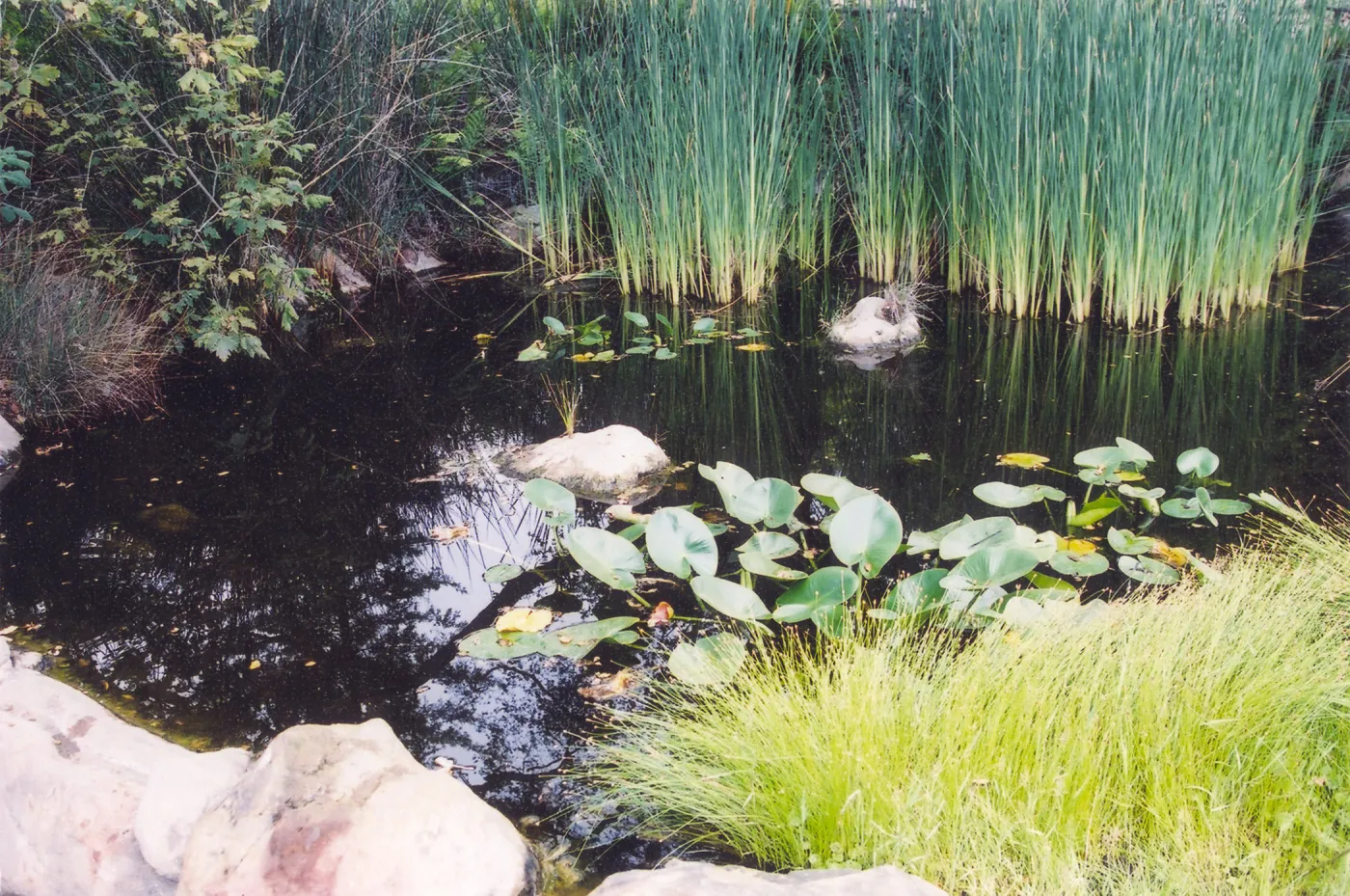 Pond