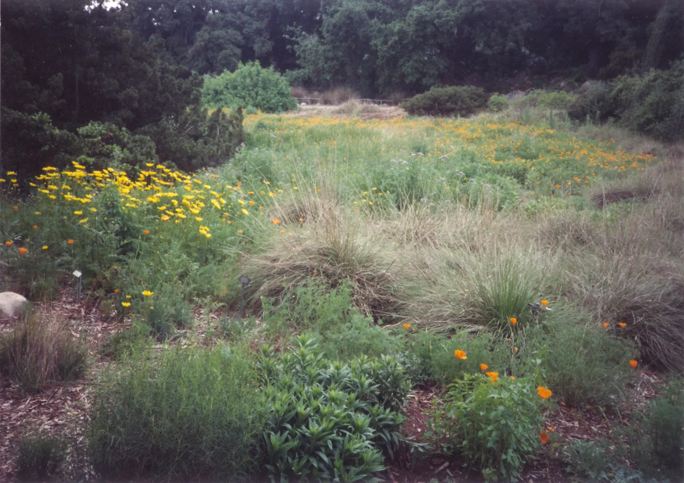 Meadow Area