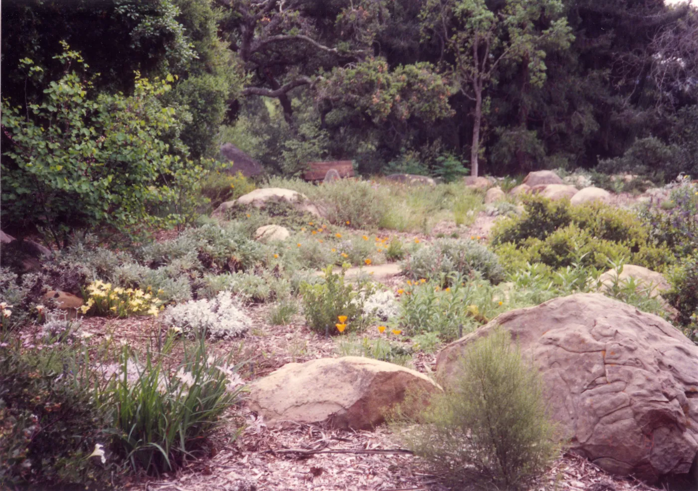 Meadow Area