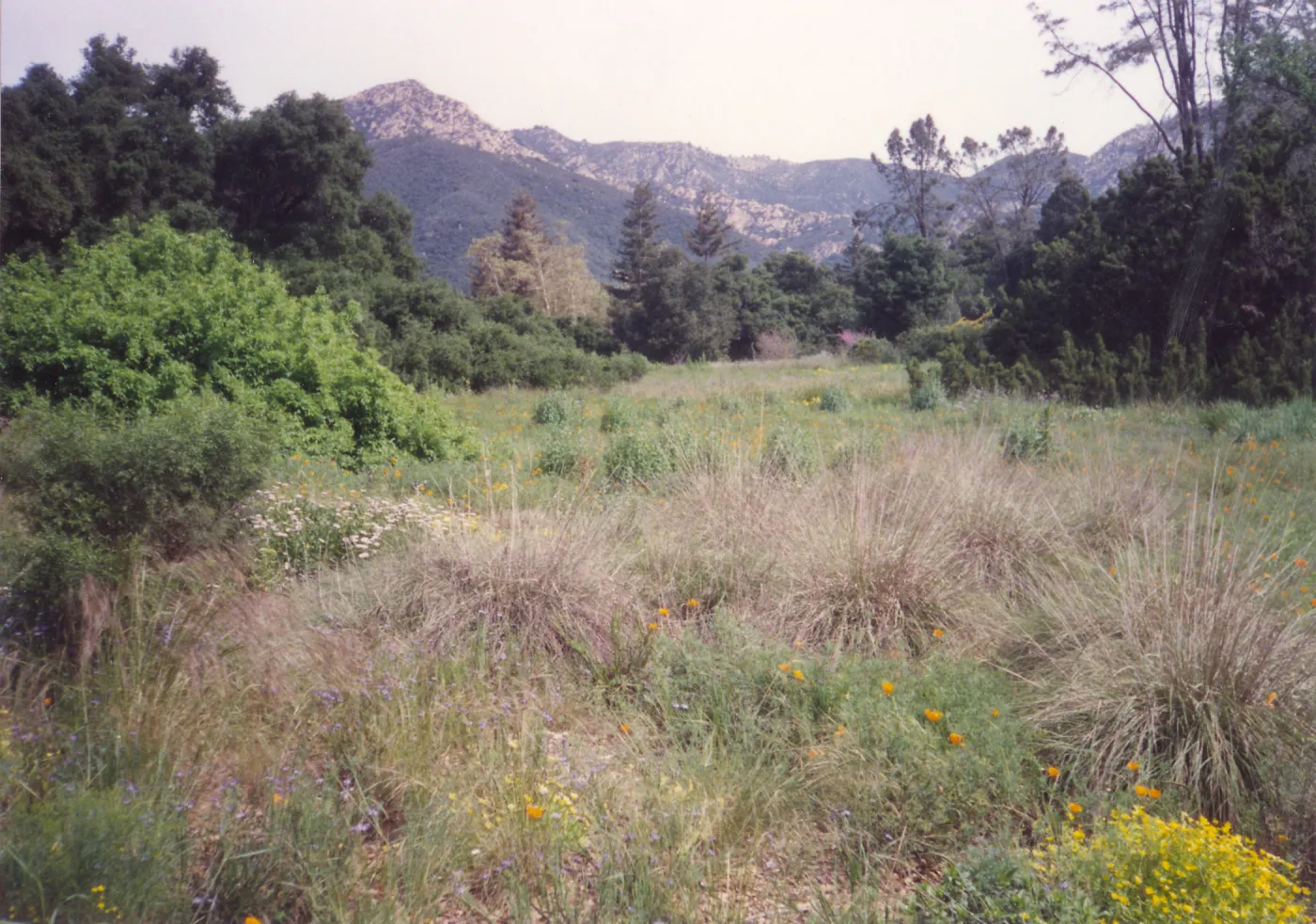 Meadow Area