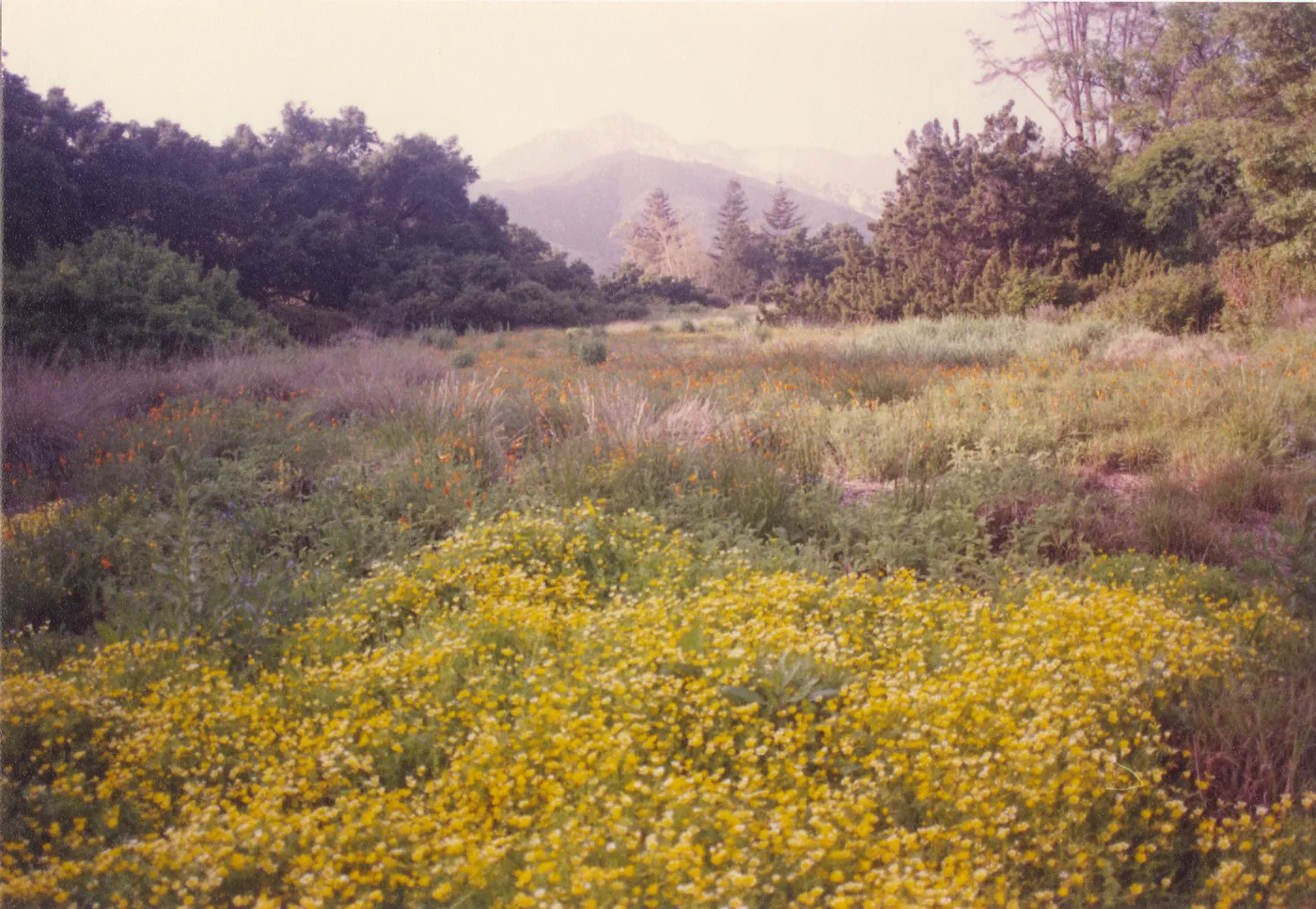 Meadow Area