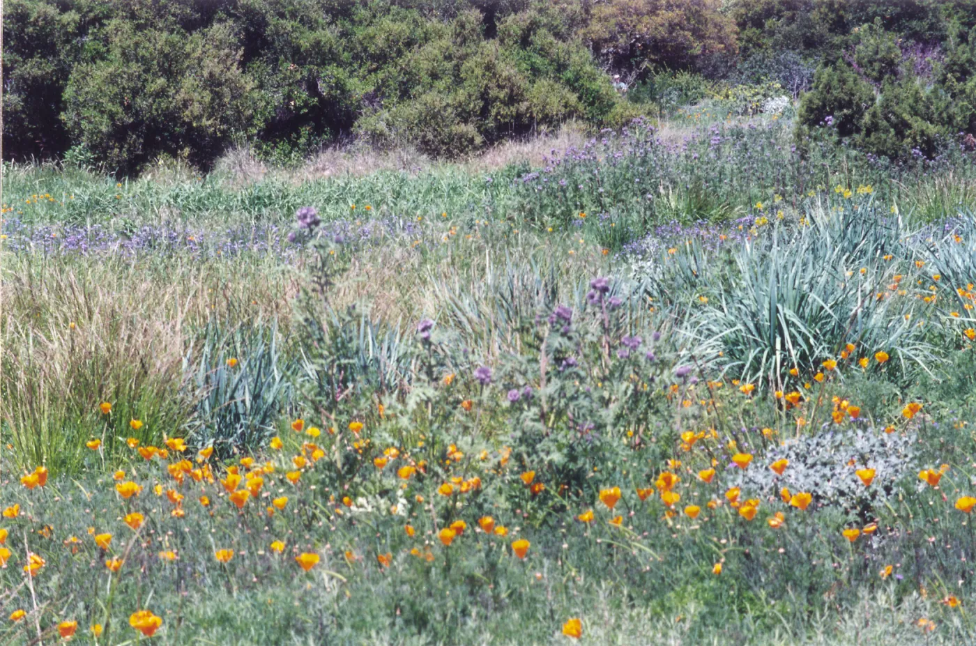 Meadow Area