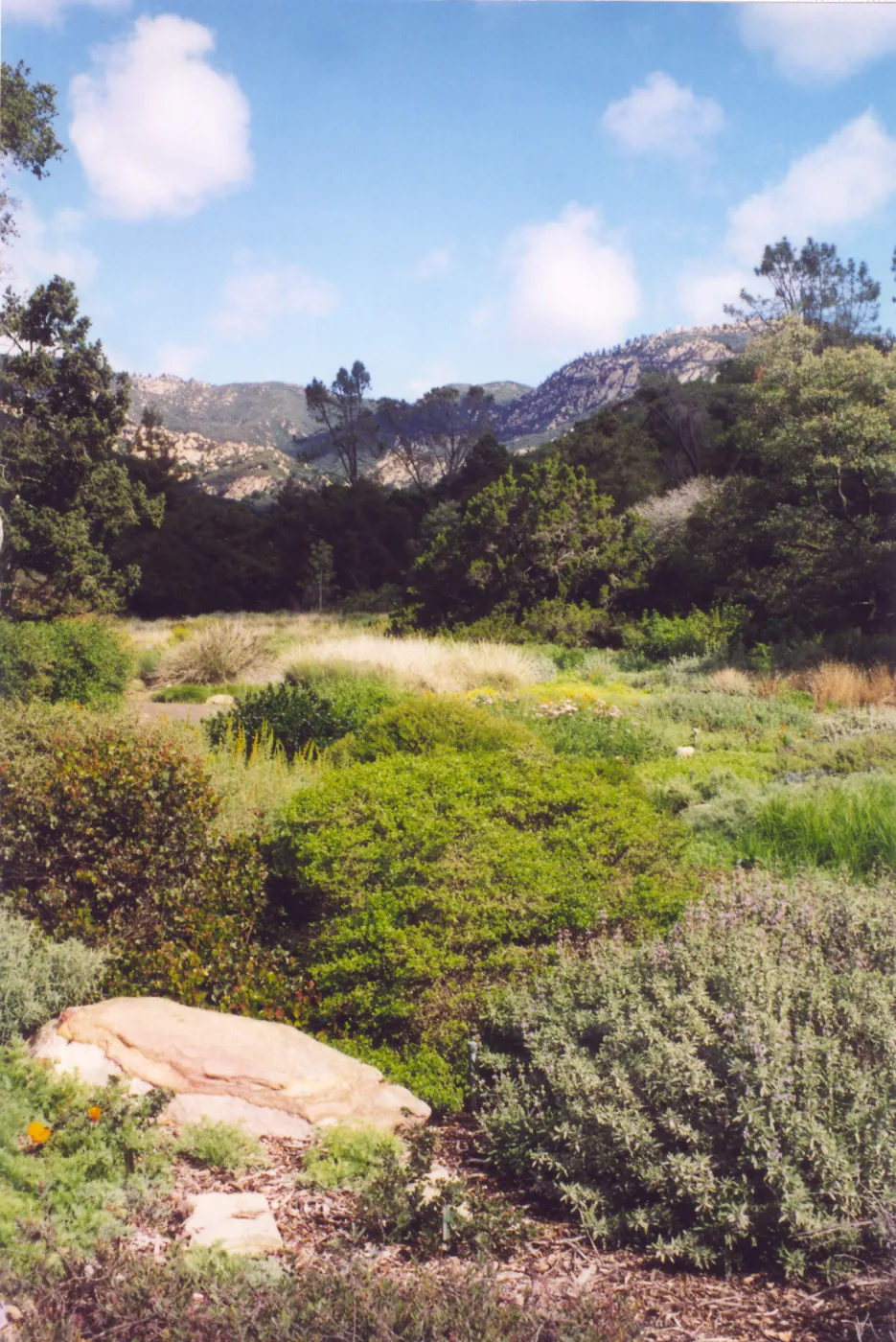 Meadow Area