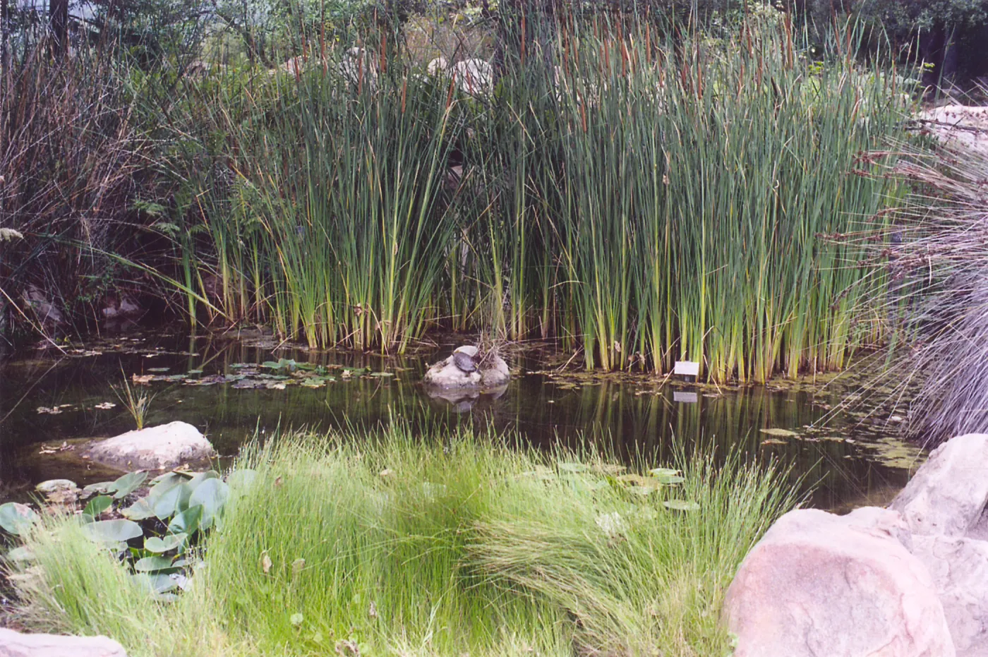 Meadow Area