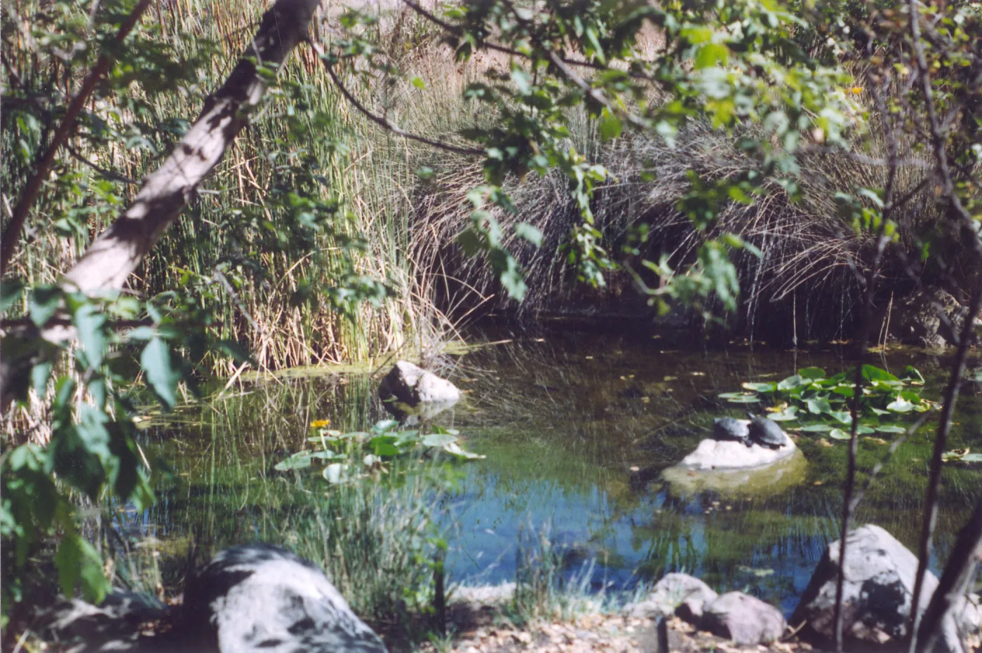 Meadow Area