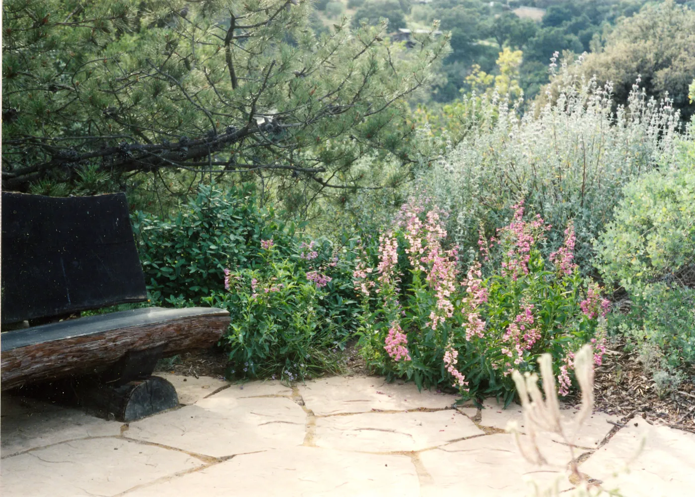 Porter Trail, bench, Penstemon spectabilis