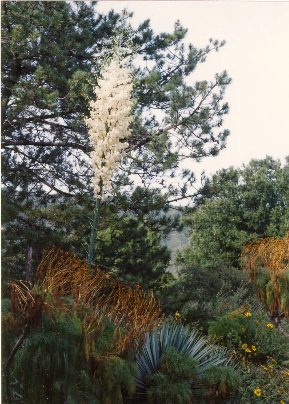 Porter Trail, Yucca